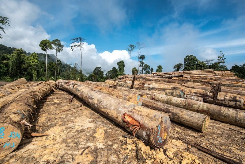 How Deforestation Affects The Environment? - Sigma Earth