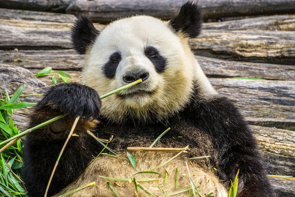 Amazing Bamboo: More Than Just a Panda Snack