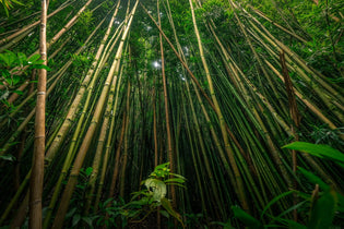Eco-Friendly Must-Have Bamboo Products